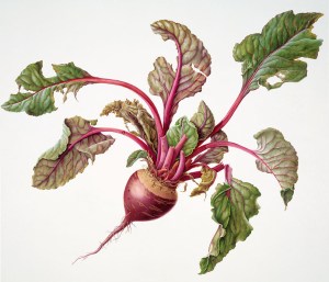 Beetroot